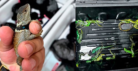 Detienen a traficante con 299 reptiles en AICM; algunos en estado crítico