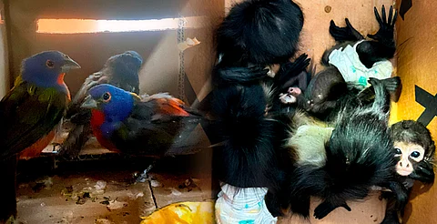 Monos y aves eran transportados ocultos en un camión; fueron rescatados
