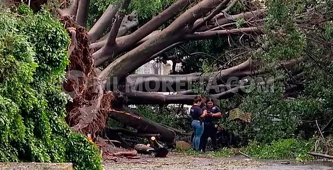 Motociclista muere tras caerle un árbol durante tromba en Zamora