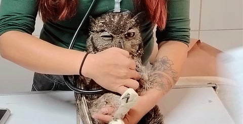 Rescatan búho herido en La Mintzita; zoo de Morelia lo resguarda