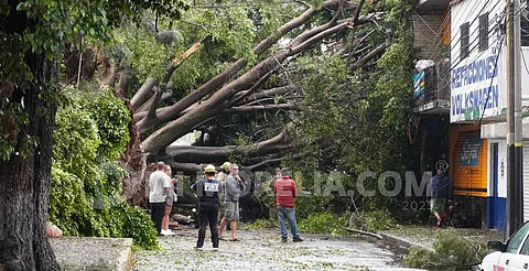 Identifican al que murió aplastado al caerle árbol, en Zamora, Michoacán