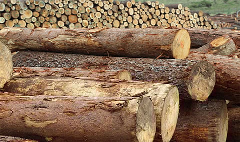 Exportaciones de México a UE deberán ser “Libres de Deforestación”, tras nuevo reglamento