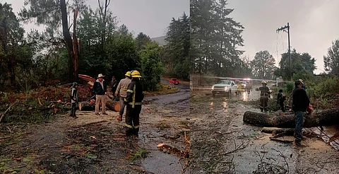 Árbol cae y bloquea carretera Pátzcuaro-Cuanajo; ya fue retirado