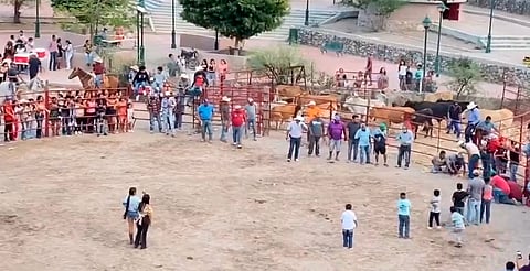 Atan cohetes a gatos y los hacen correr: denuncian maltrato animal en Guanajuato