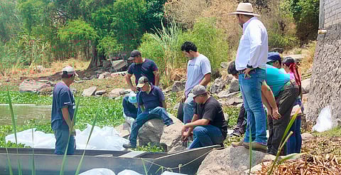 Queréndaro impulsa la pesca regional con la liberación de 90 mil alevines de tilapia
