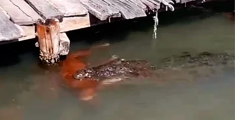 Fuerte video: perrito termina en el hocico de un cocodrilo en Tulum