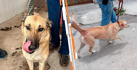 Los perros fueron trasladados y quedaron a resguardo del personal del Instituto Moreliano de Protección Animal