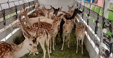 Aseguran 21 venados y detienen a 3 personas en Tierra Caliente