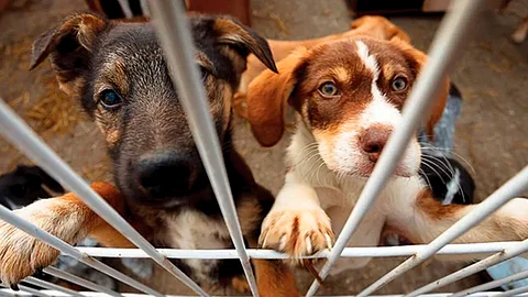¡Adopta con amor! Feria en Morelia con atención veterinaria y vacunas sin costo