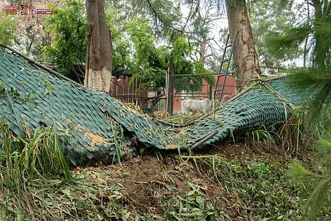 Tras tromba en Morelia, Zoológico confirma que ningún animal resultó herido