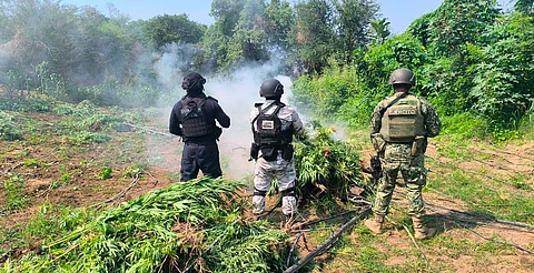 Más de 470 kg de droga, asegurada en mayo en Michoacán: SSP