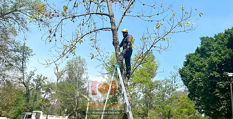 Ayuntamiento de Morelia intervendrá 7 mil árboles para combatir plagas