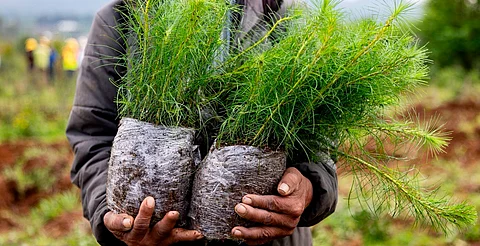 Bedolla anuncia plantación de 70 mil árboles en zona urbana de Uruapan