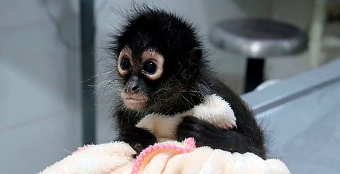 Zoo de Morelia atiende a 2 monos araña decomisados por Profepa; estaban desnutridos