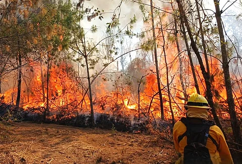 Michoacán con casi 30 mil hectáreas afectadas por incendios forestales en lo que va de 2025