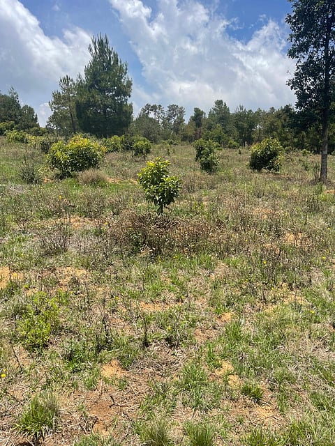 Ejecuta FGE orden de cateo en predio relacionado con tala y cultivo ilegal de aguacate en Pátzcuaro