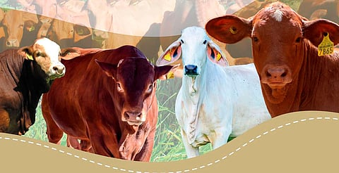 Michoacán anuncia su primera Feria Ganadera 2025