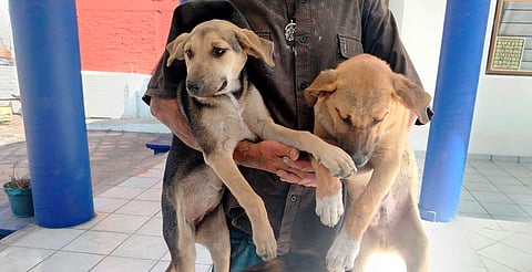 ¿Amas a los animales? El IMPA te invita a sumarte como voluntario
