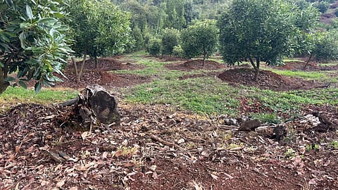 Cumplimentan cateo en predio relacionado con tala y cultivo ilegal de aguacate en Morelia