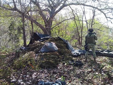 Asegurados, 843 kg de drogas en laboratorio clandestino de Aquila: SSP