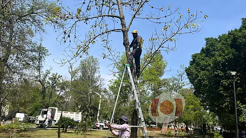 Avanza segunda etapa de poda sanitaria en bosque Cuauhtémoc de Morelia