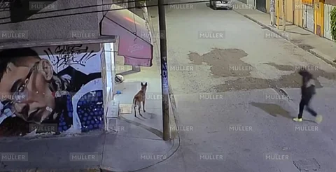 Policía mata a disparos a perrito; lo arrestan, en Edomex