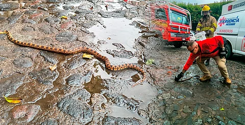 Rescatan a serpiente alicante en pleno centro de Pátzcuaro