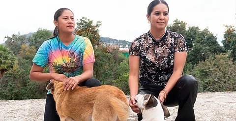 Celeste Ascencio busca el bienestar animal en Michoacán