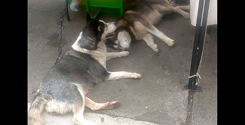Perritos huskies extraviados se refugian en puesto de tacos en Morelia; esperan a sus dueños