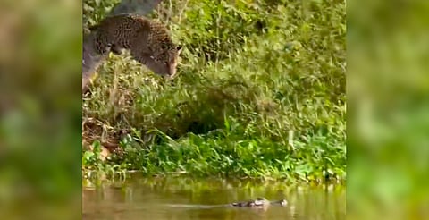 El enfrentamiento fue captado en el humedal del Pantanal, Brasil