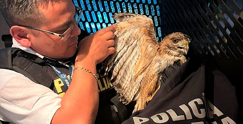 Policía Morelia rescata halcón herido; presentaba signos de desnutrición