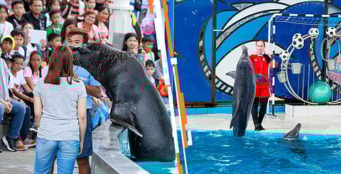 Se prohíben los espectáculos con delfines, focas, lobos marinos y otros mamíferos marinos