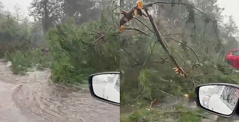Pino cae y choca una camioneta en carretera Uruapan–Infiernillo; hay circulación alterna