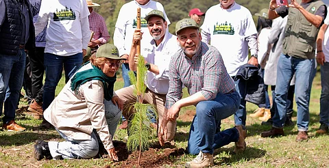 En julio inicia dispersión aérea de 200 mil semillas para reforestar: Bedolla