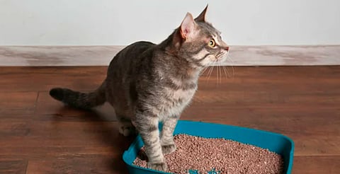 ¿Tu casa huele a gato? Así puedes eliminar ese aroma
