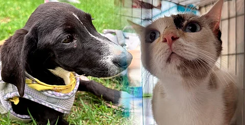 ¡Adopta y cambia una vida! Gatitos y perritos buscan hogar en Morelia