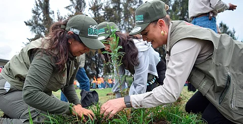 Reforestación, pilar fundamental para restauración de suelos forestales: Cofom