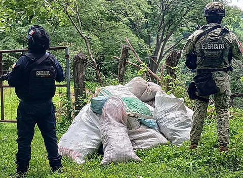 Localizados 16 costales con al menos 35 kilogramos de marihuana en Tuzantla