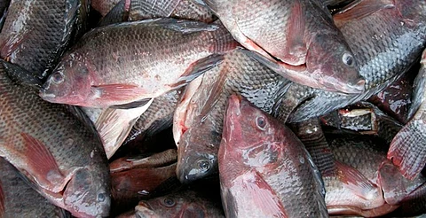 ¡Ojo, pescadores! Entra en vigor veda de especies clave este mes