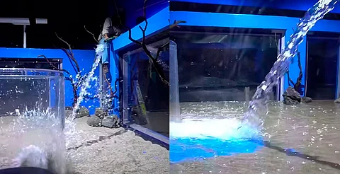 Cada vez más cerca, comienza traslado de especies a pecera tridimensional del zoo de Morelia