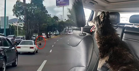 Lo rescatan tras ser abandonado en libramiento de Morelia; ahora busca un hogar