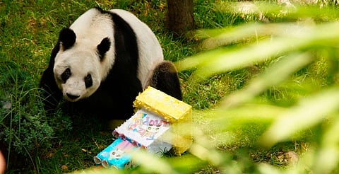 Ella es Xin Xin la última panda gigante mexicana que cumplió 35 años