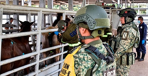 Detienen 32 cargamentos con ganado infectado de Gusano Barrenador