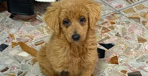 Perrita fue decolorada para hacerla parecer un golden retriever; ya fue rescatada