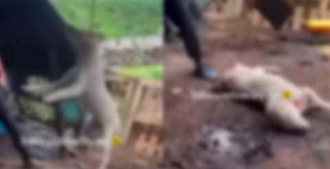 Denuncian brutal maltrato animal en Jiquilpan; gobierno y CEDH investigan