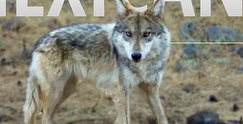 Avistan primer lobo mexicano nacido en libertad en el noroeste de Chihuahua