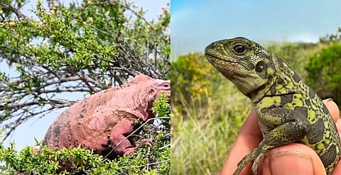 Descubren dos crías de iguana rosada en Galápagos; la especie está en peligro crítico