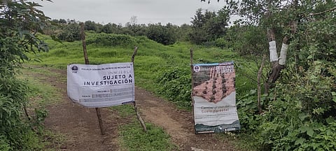 FGE catea predio relacionado con plantación ilegal de aguacate, en Capula