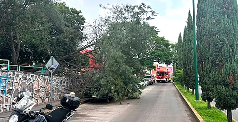 Cae árbol sobre auto estacionado en avenida Periodismo de Morelia