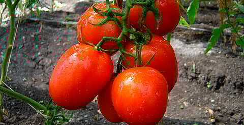 México rechaza arancel del 17% a tomate en EU; lo califica como medida injusta